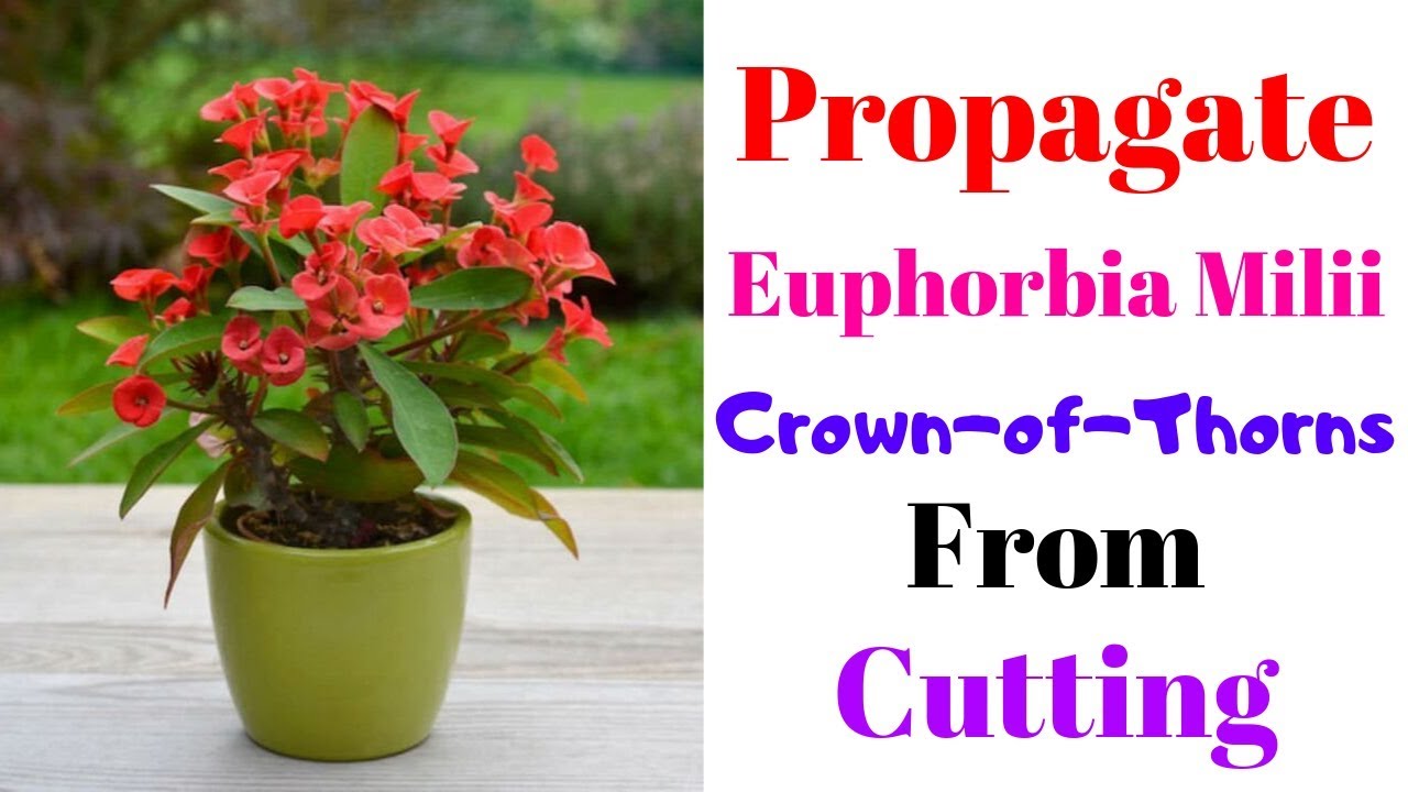 Propagate Euphorbia Milii From Cutting || Crown of Thorns || With Result Update
