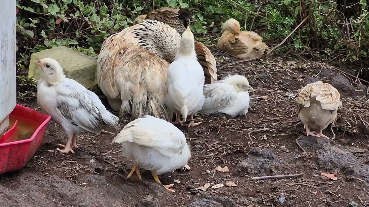 Free range mama hen with her chicks relaxing on a nice sunny day!