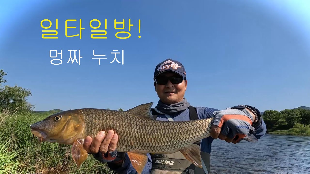 일타일방 멍짜! 누치 플라이낚시