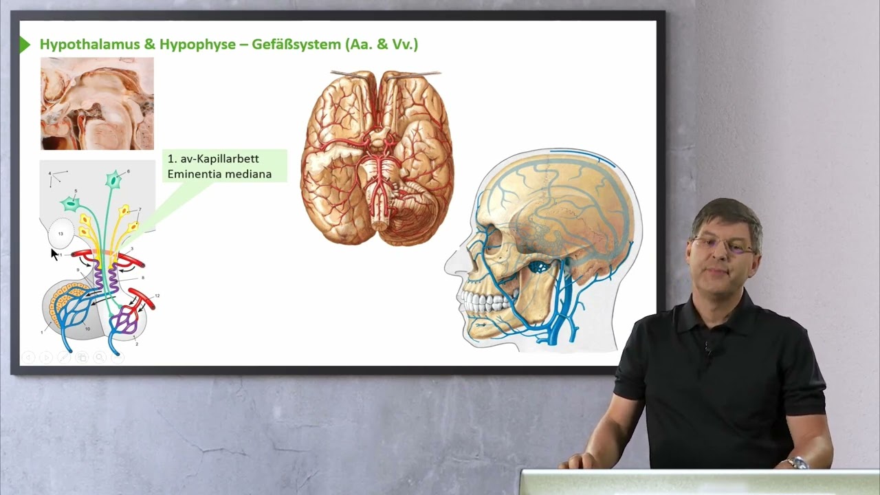 Endokrine Organe: Hypophyse