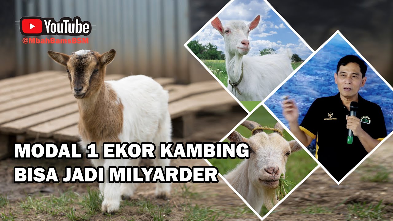 MODAL 1 EKOR KAMBING BISA JADI MILYARDER #bayudiningrat #bayusehatmandiri #pertanian