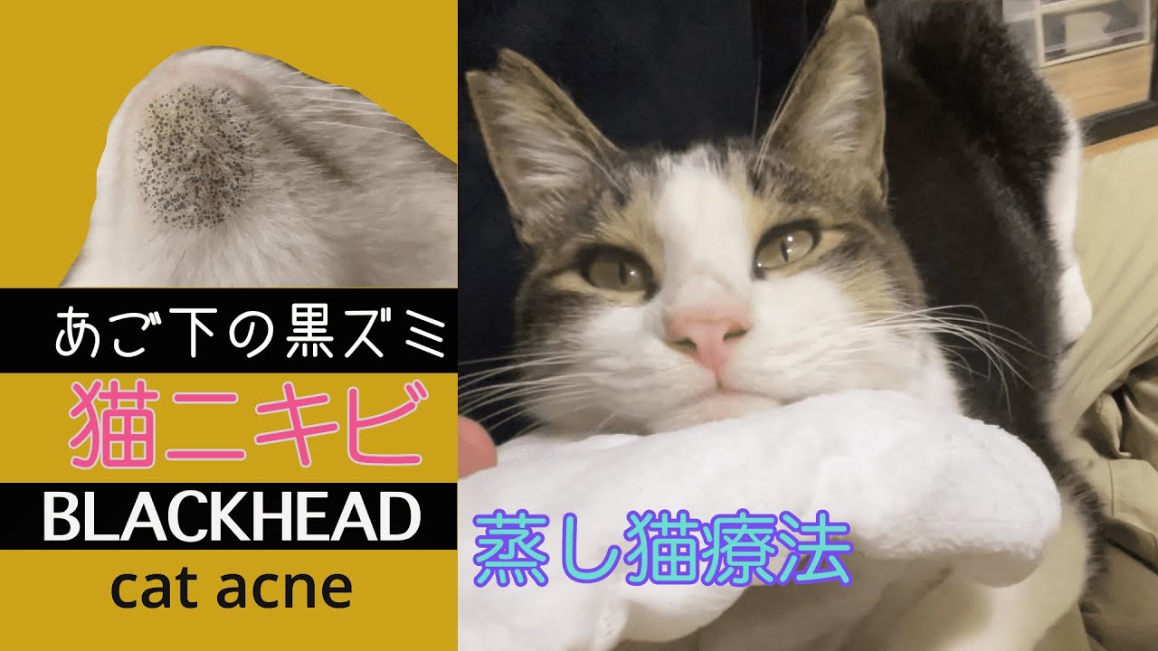 猫のニキビの取り方　顎下の黒ずみケア（With subtitles）Cat's Blackheads Removal Satisfying .Feline Acne