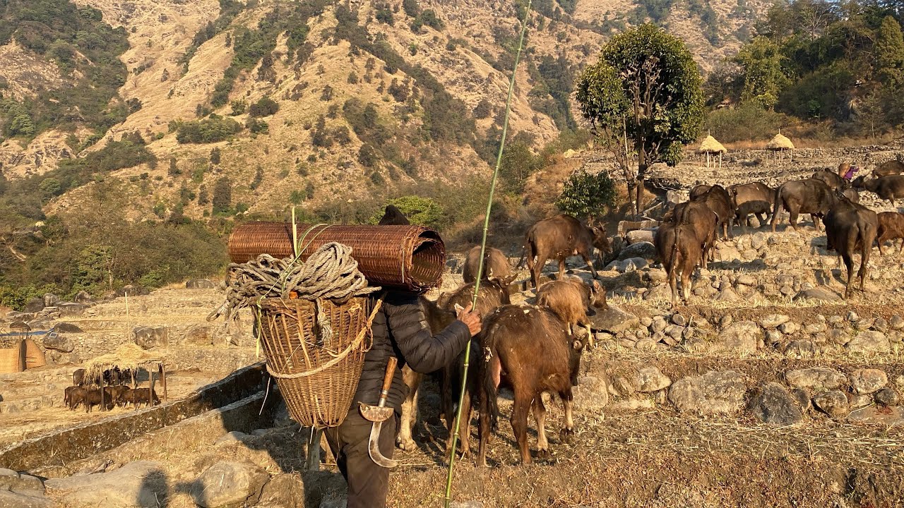 उधोलि गोठालो हरुको अन्तिम गोठ सराइ ।