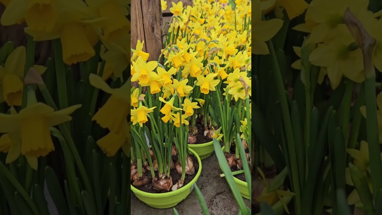 #весна #spring #flowers #printemps #цветы #весенниецветы