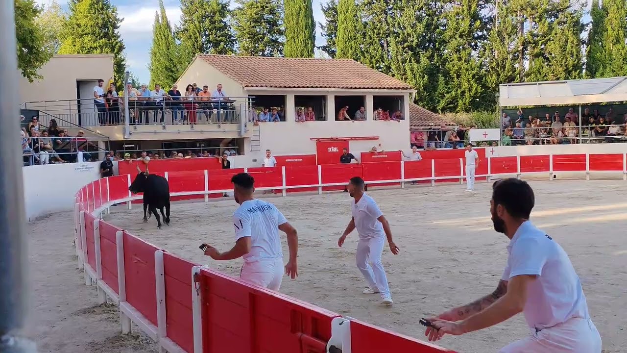 Superbe taureau 🐂 Chancelier hors point Course Avenir Noves 31.8.25 🤩