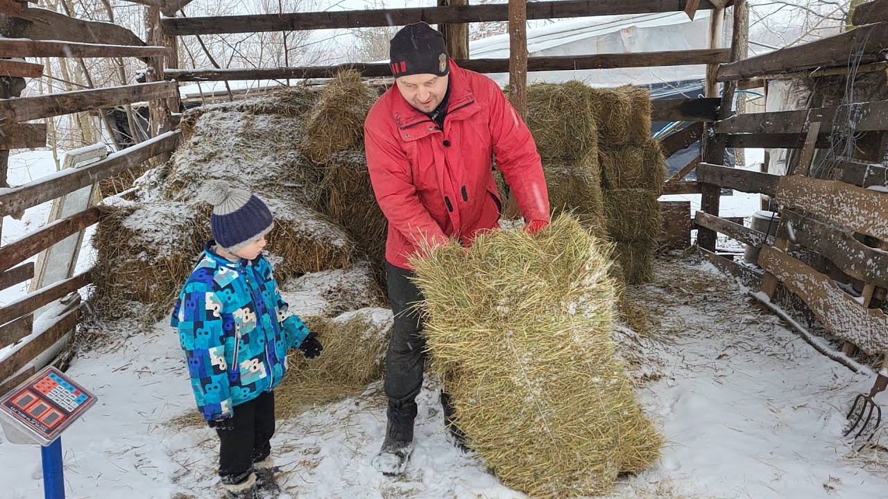 ‼️Сіно для корови золоте - продають по 200 за тюк 15 кг 😱 Скільки має коштувати молоко ❓️ #cow #milk