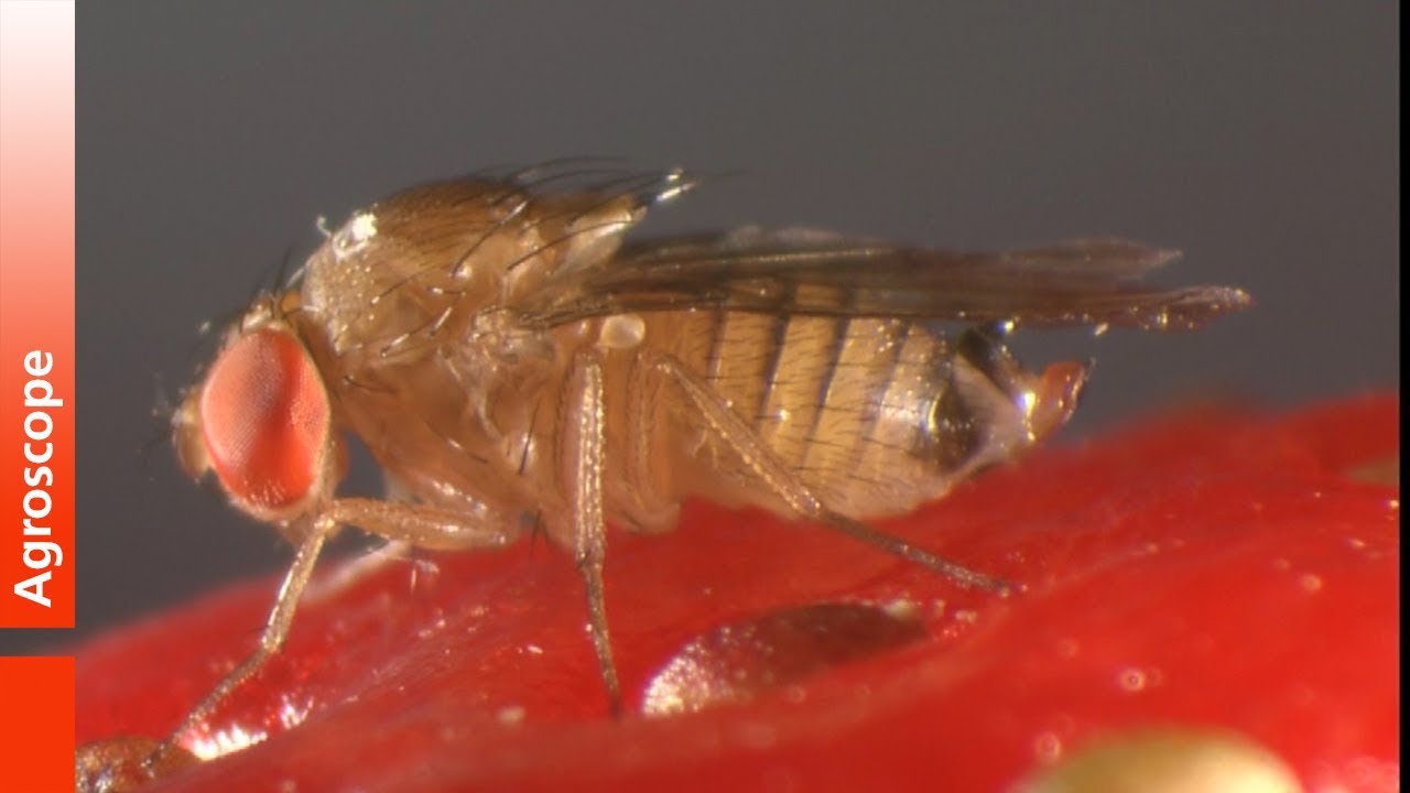 La drosophile du cerisier et les parasitoïdes eureupéens