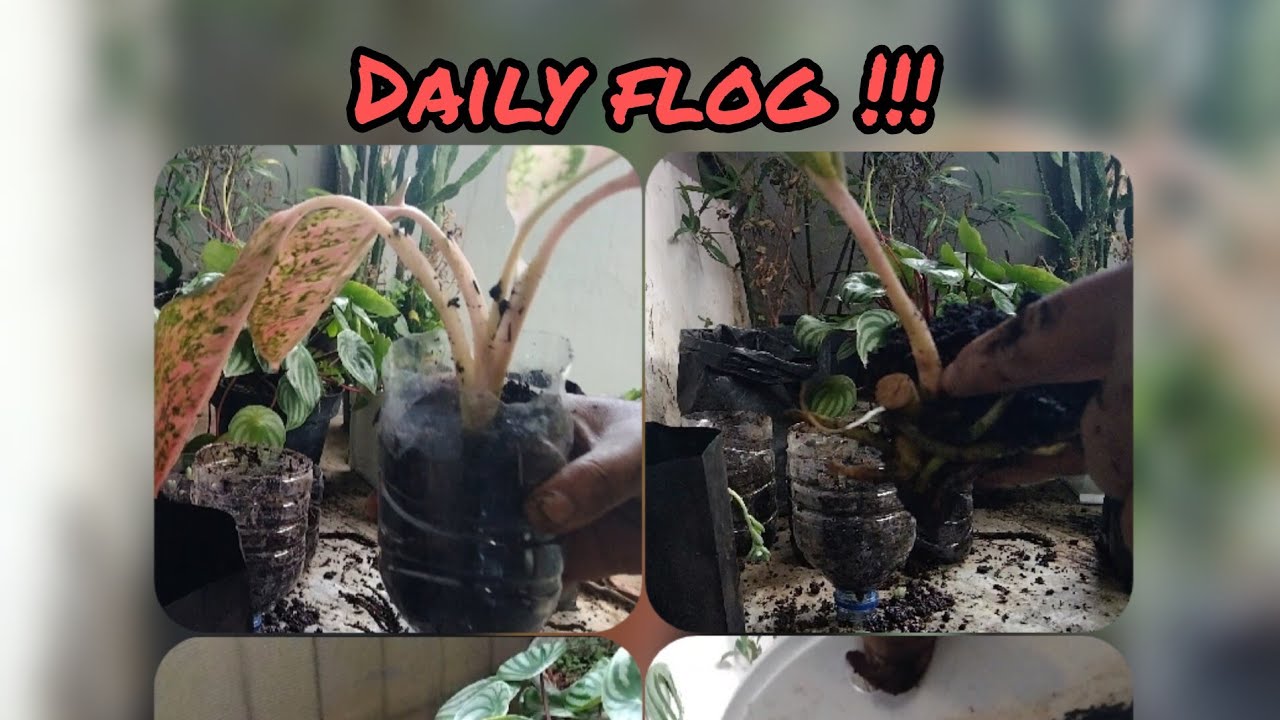 daily vlog!!memisahkan anakan tanaman di rumah. #dailyvlog #mamalife #aglonema #sekulen #watermelon