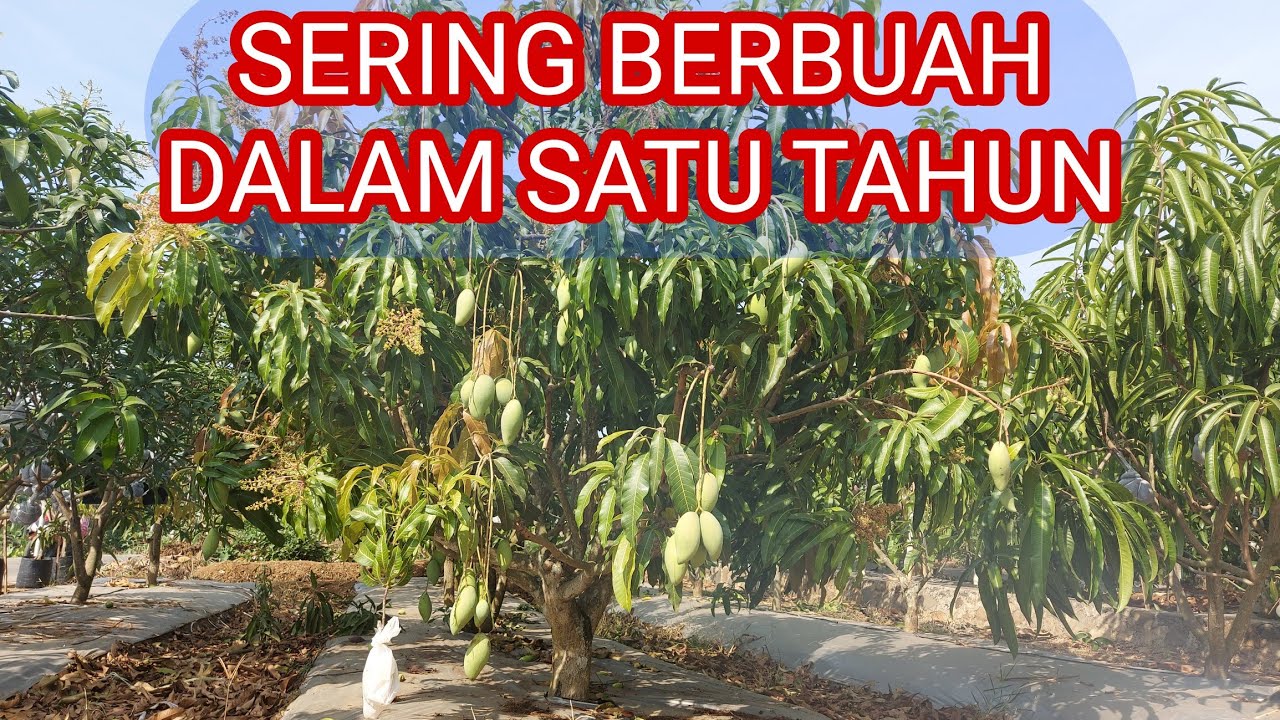 mangga yg sering buah dalam satu tahun