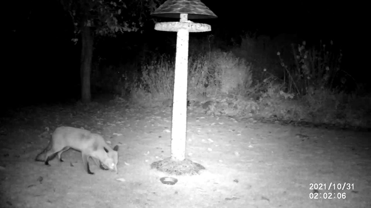 Wildtierkamera im Garten: erste Nacht, ein Fuchs 😍