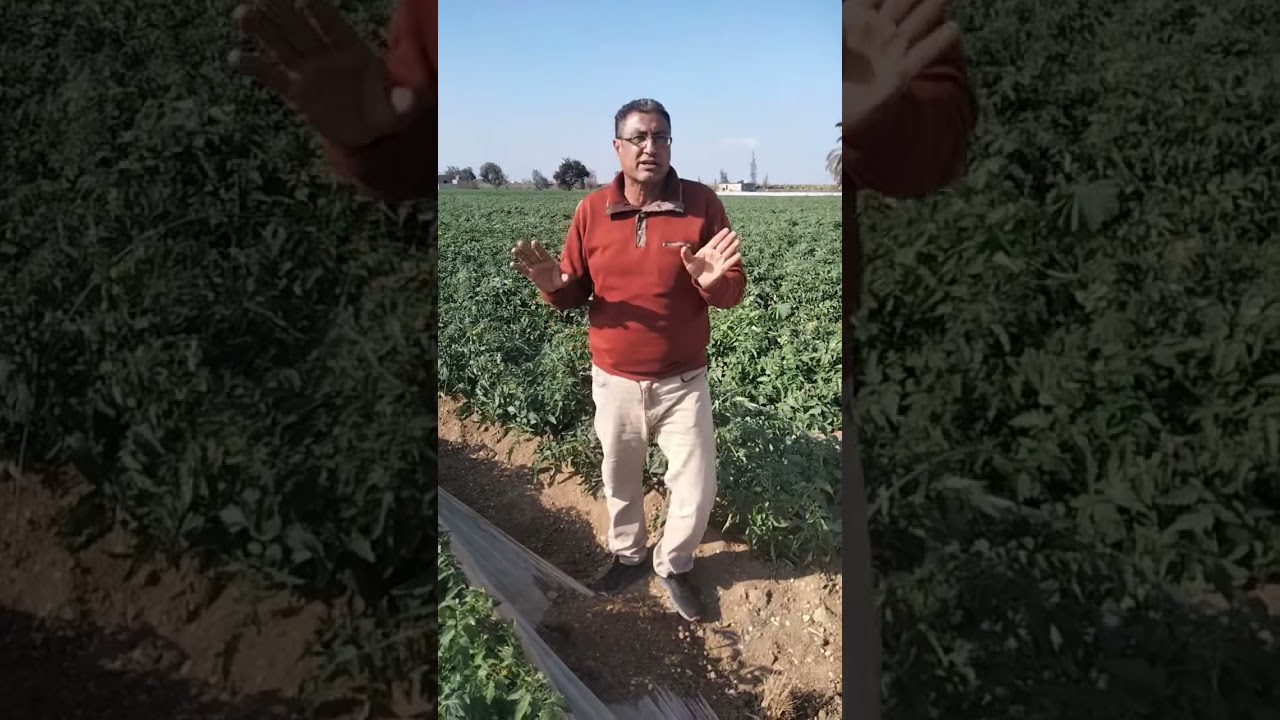 أهم العمليات الحيوية لمحصول الطماطم الشتوي تحت الأنفاق وكيفية التعامل مع هذه الفترة
