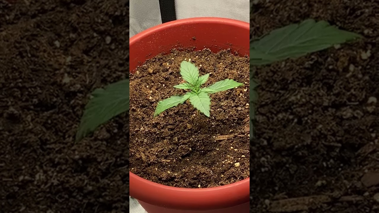 21+Content Day 14 Candy Kush Autoflower Update (Organic Grow)