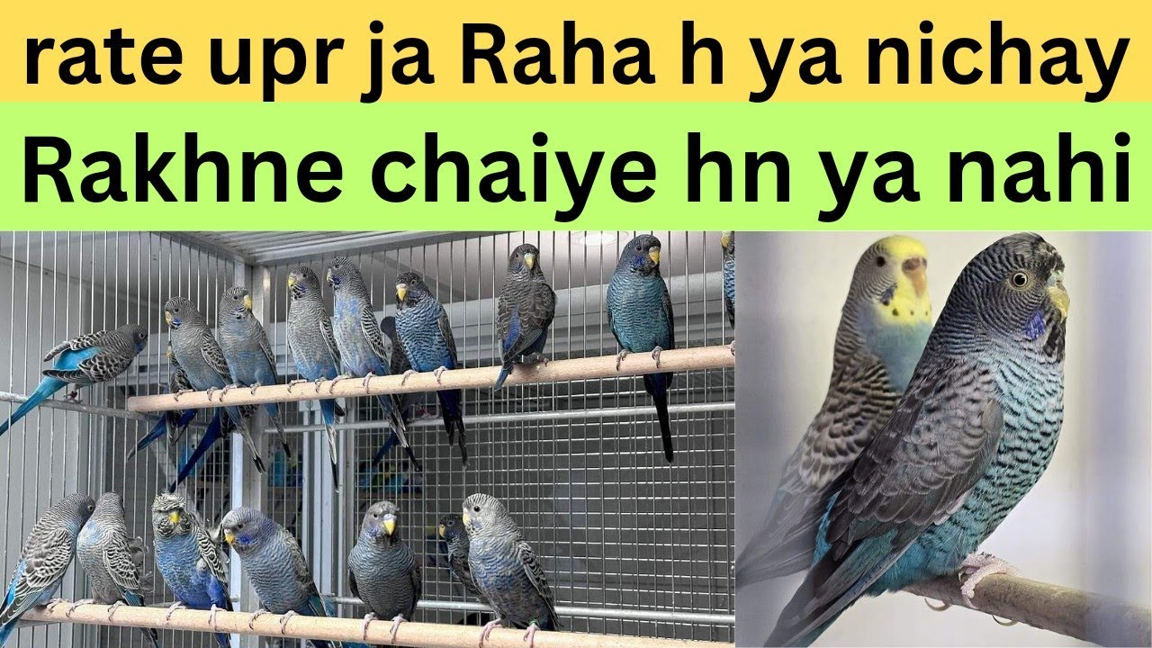 black face black wing budgies ka rate upr ja Raha h ya nichay? | breeding business October 25, 2024