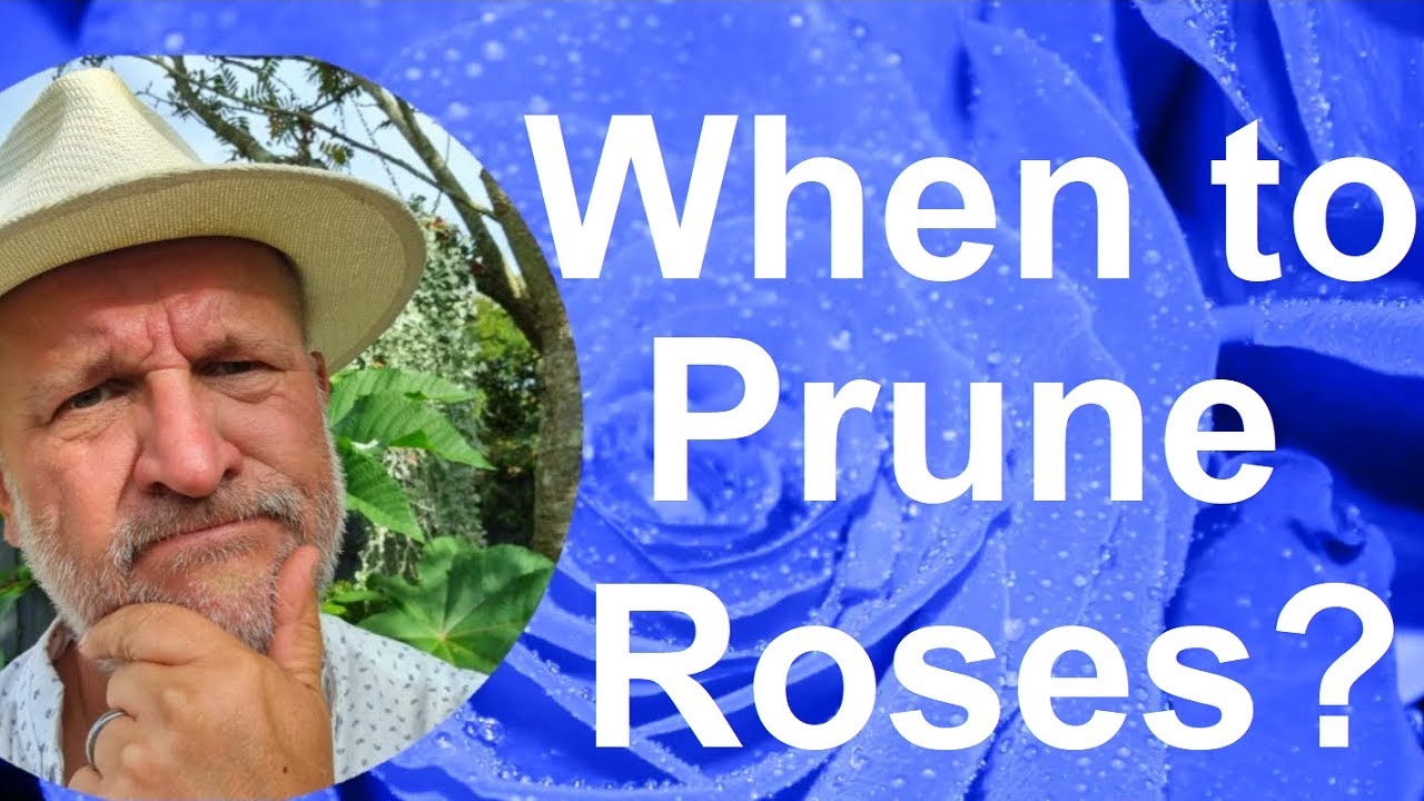 When Do You Prune or Cut Back Your Roses?