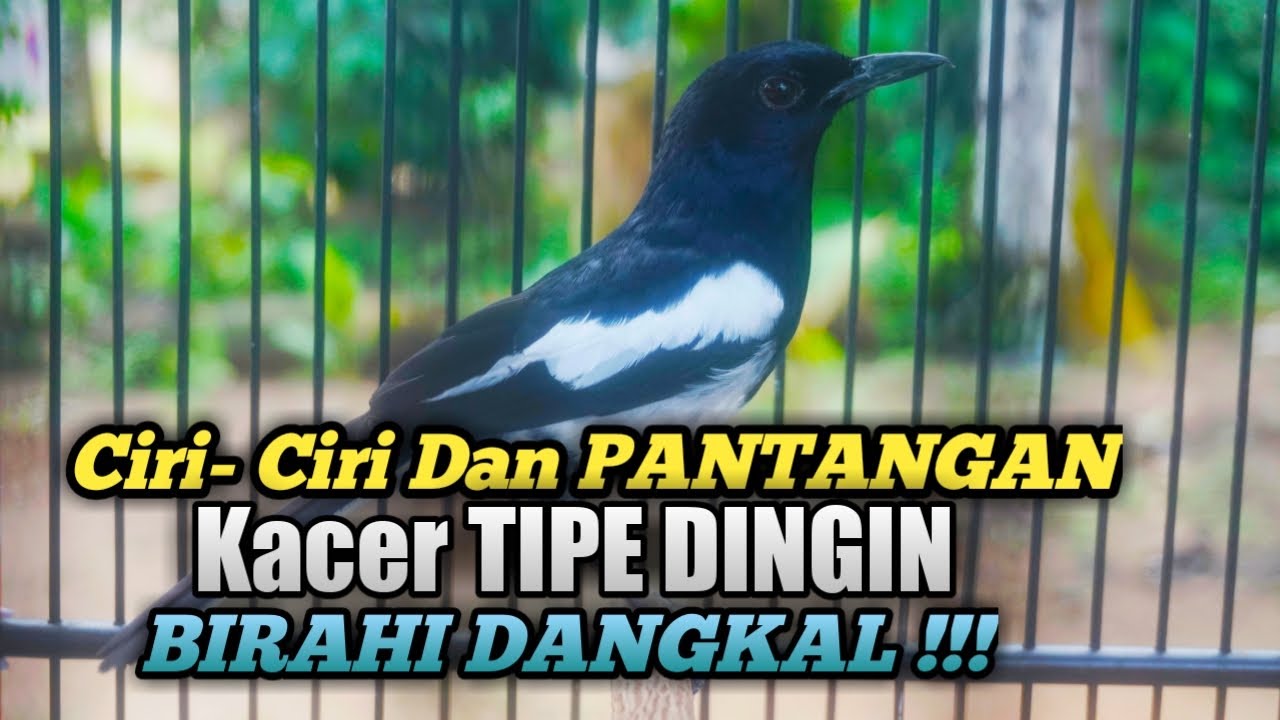 Ciri- Ciri Dan PANTANGAN KACER TIPE DINGIN BIRAHI DANGKAL