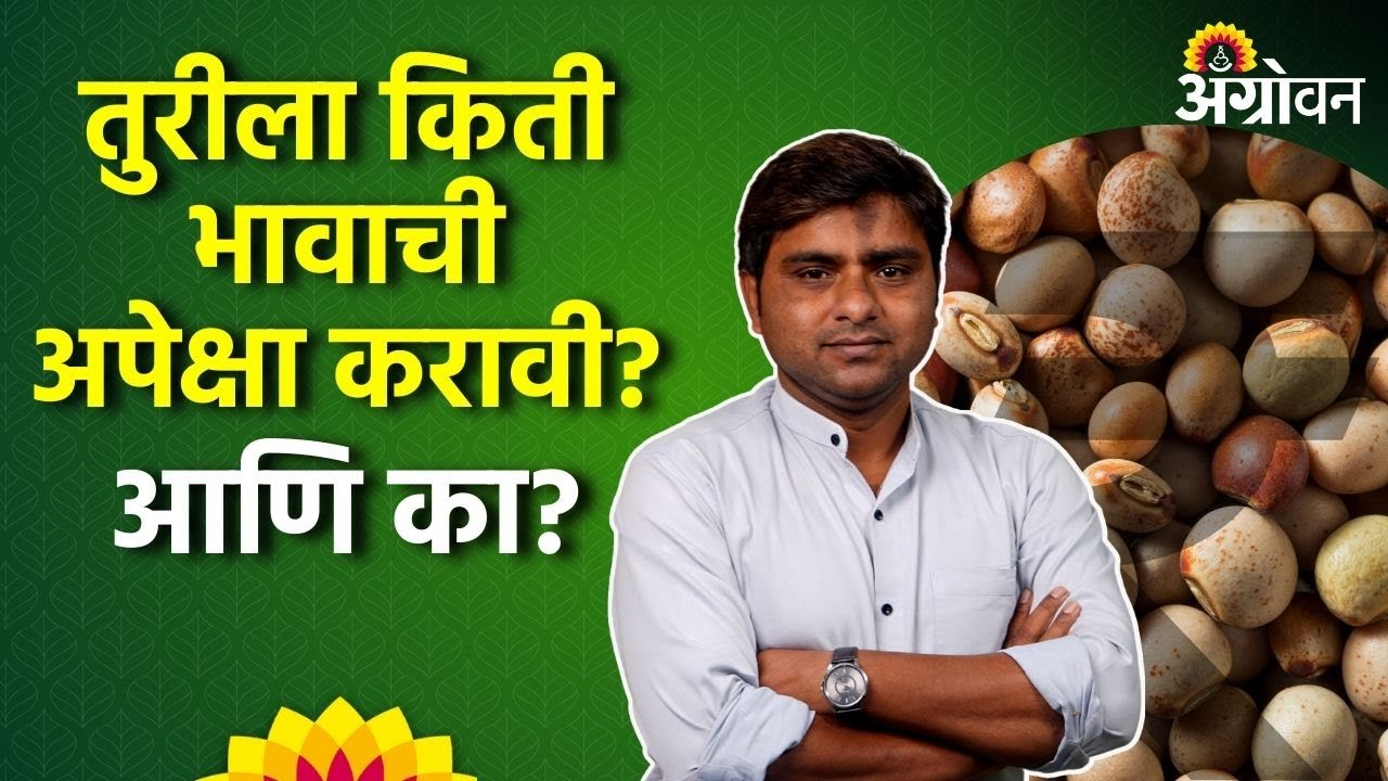 Tur Market: तुरीचे भाव पुढील काळात वाढतील की पडतील ? | Agrowon | ॲग्रोवन