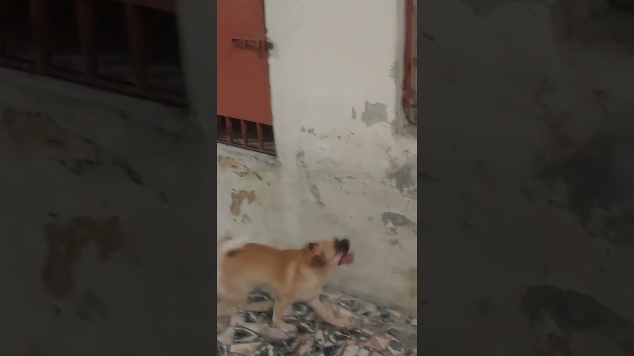 Terer&eacute; no agito.🐶 #pets