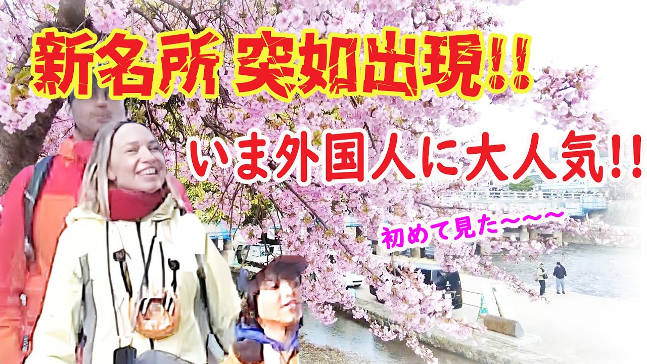 【リアルな海外の反応】予期せぬ場所で初めて見た日本の桜!!いま京都の不思議な場所が大人気!!!