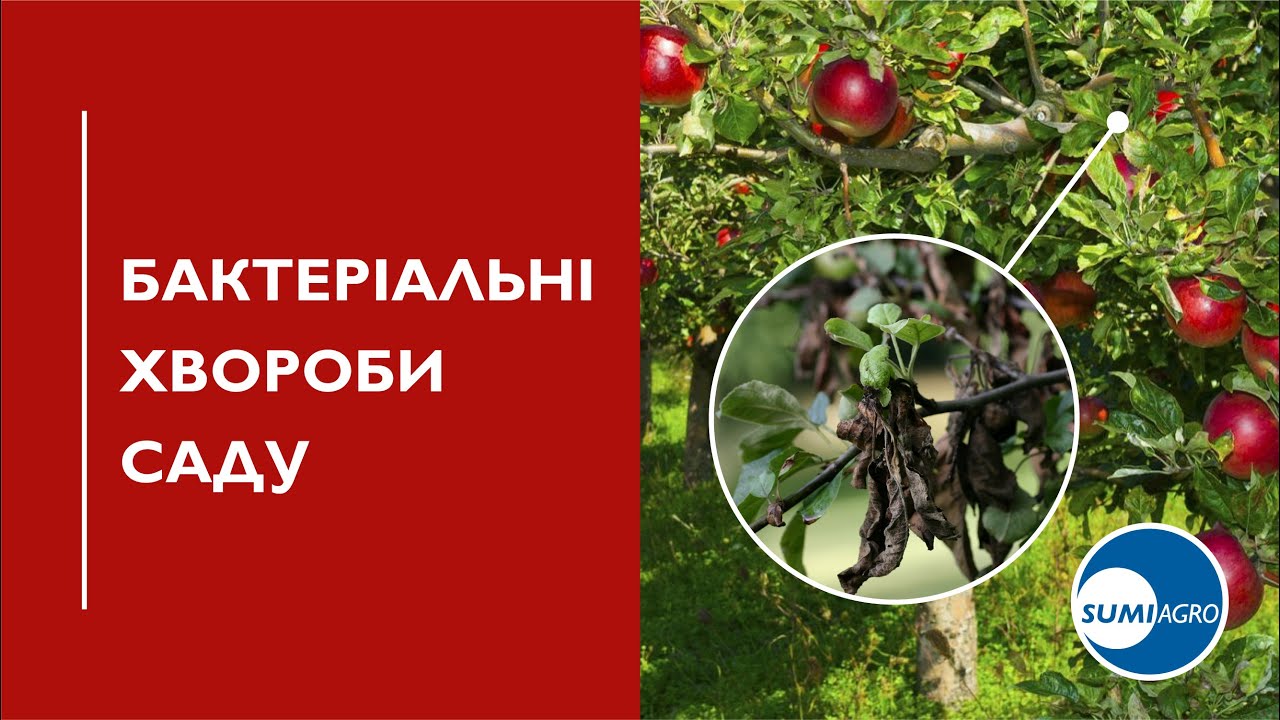 Бактеріози: Система захисту від бактеріальних хвороб саду
