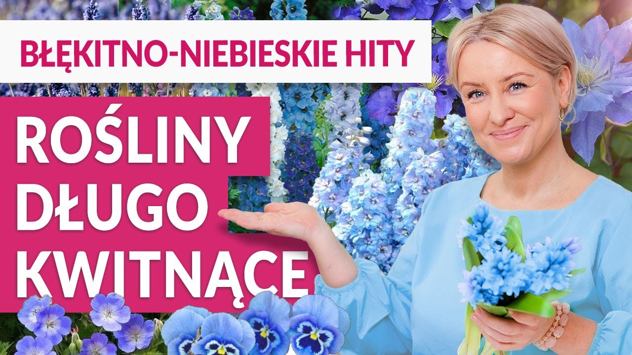 Rośliny długo kwitnące: BŁĘKITNE, NIEBIESKIE, FIOLETOWE. Ogród, taras, balkon | GREEN CANOE