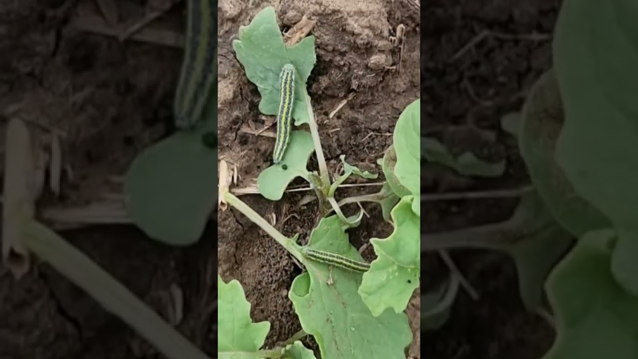 Rapiță - lucrări de toamnă &icirc;n c&acirc;mp ☘️