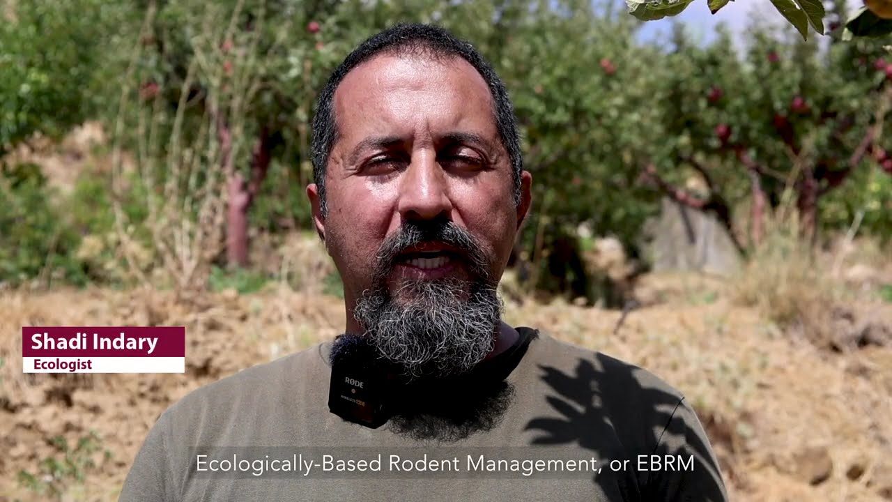 Resolving rodent pressure and improving farmers' livelihoods in Lebanon