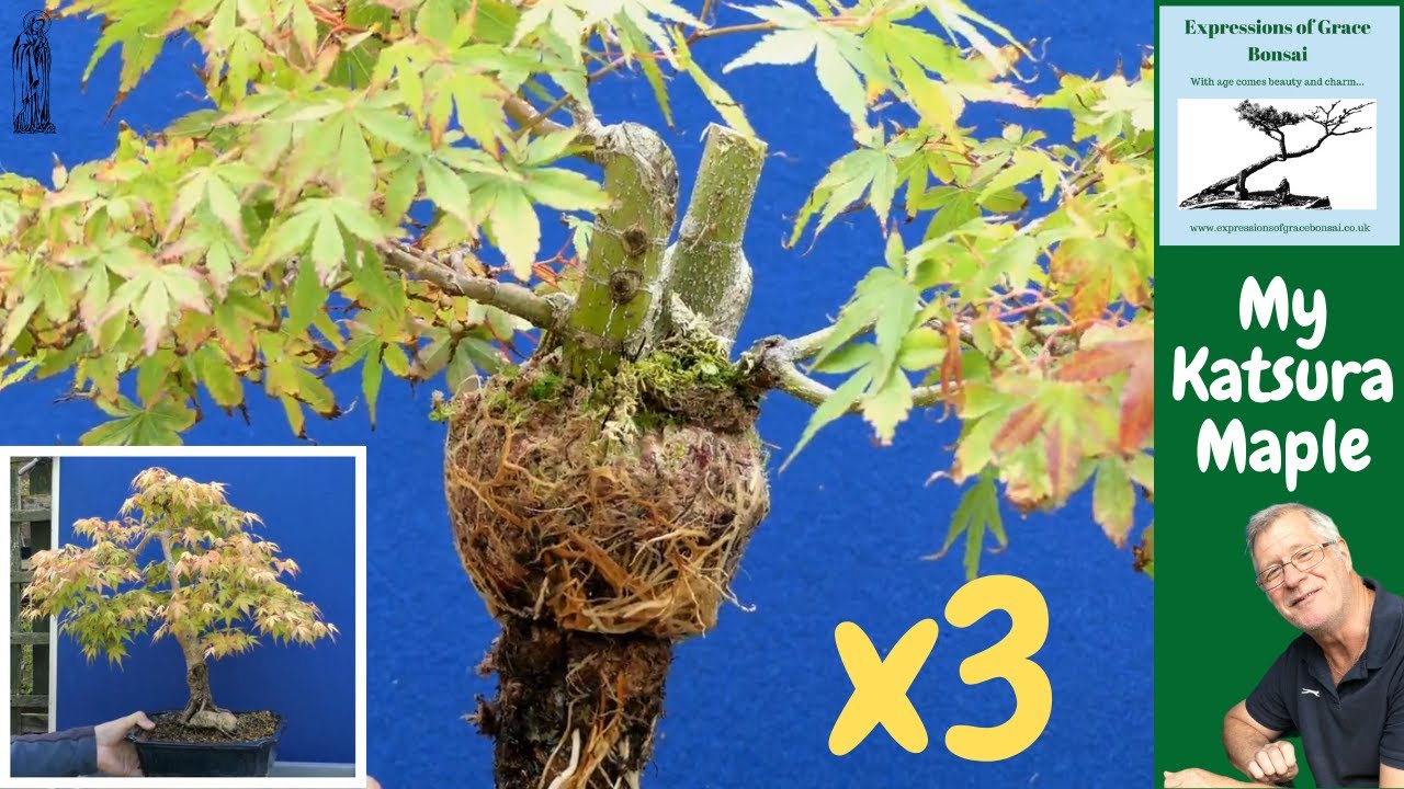 Did the GAMBLE pay off with my Katsura Japanese Maple Bonsai Transformation?