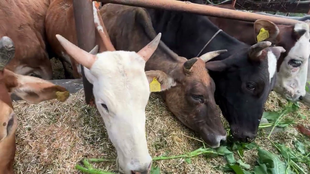 Day 39 | Morning Gau Shala Visit 🐄🙏 | Gau Mata Blessings | 90 Days Gau Seva Challenge | 24 Dec 2025