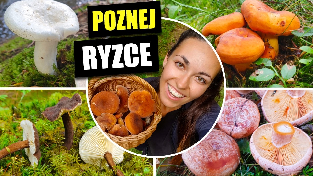 Ryzci - Jak POZNAT ryzce! Ryzec smrkový, ryzec borový, ryzec osmahlý, ryzec hnědý, ryzec peprný.