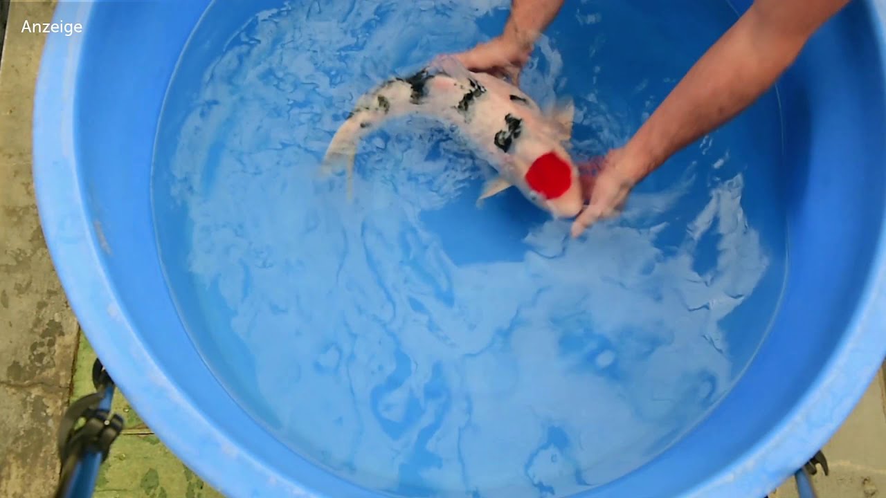 Modern Koi Blog #795 - Tancho Sanke im Detail erklärt