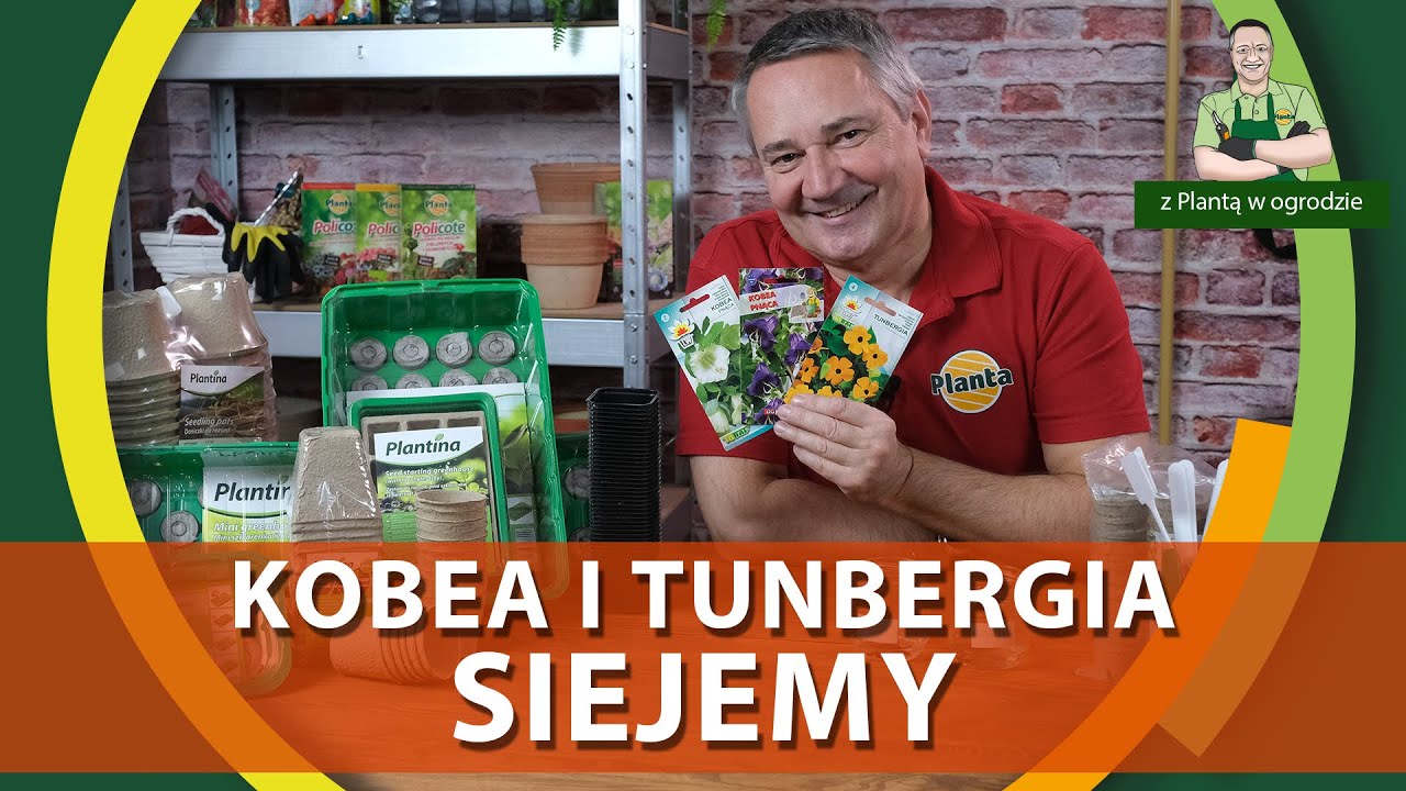 Jak robić rozsady kobei i tunbergii - Z PLANTĄ W OGRODZIE
