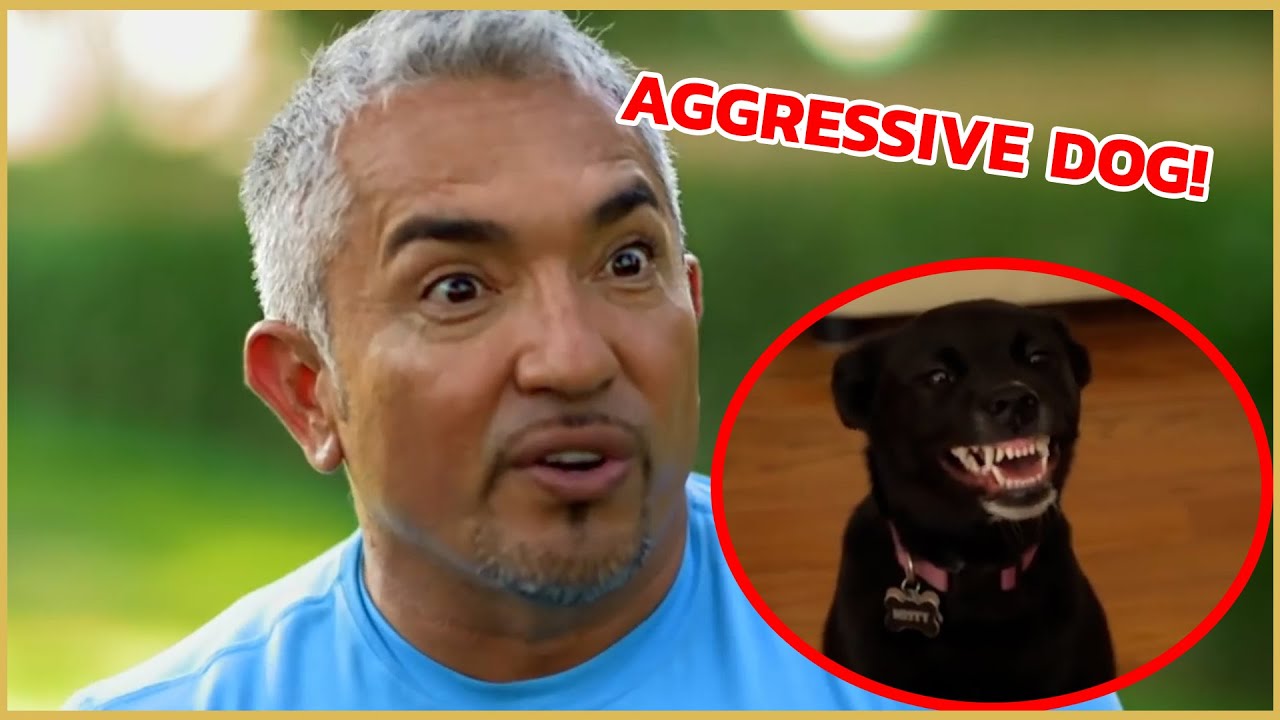 I teach an aggressive dog how to get into the car! | Cesar 911