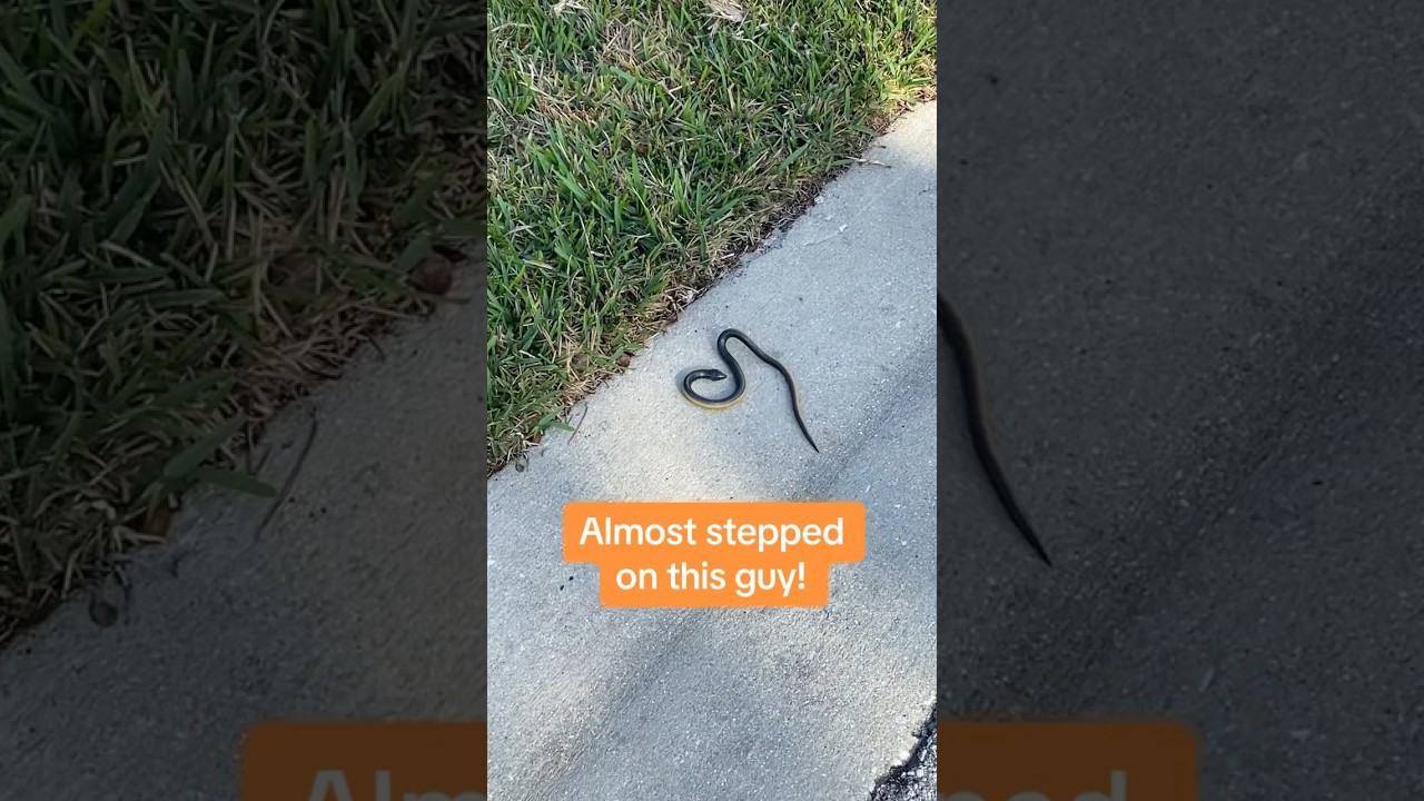 Almost stepped on a snake. Low heart rate training 6miles. 