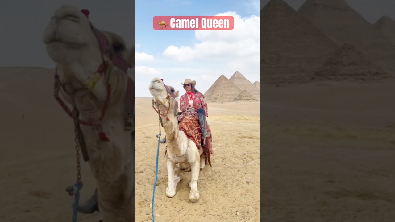 Meet the Camel Queen 🐪 from the 🇺🇸 USA #camel #kansascity #qatar