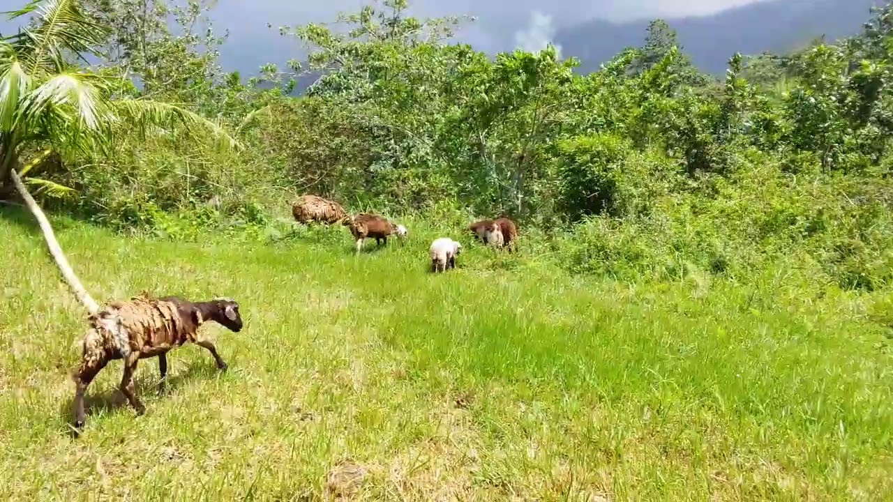 Carnero Ng ORMOC leyte Ep.7