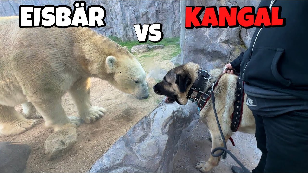 KANGAL REAGIERT auf LÖWEN & BÄREN im ZOO!😱 *ESKALATION*