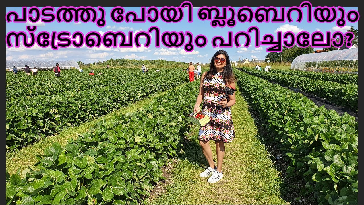Berry picking Malayalam Munich Germany - പാടത്തു പോയി കുറച്ചു ബ്ലൂബെറിയും സ്ട്രോബെറിയും  പറിച്ചാലോ?
