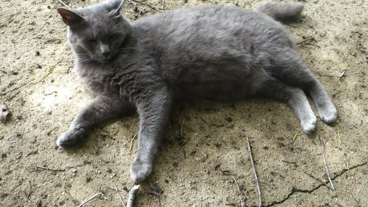 【Cat Video】 meowmeow Happy  #cat  #cats  #cute