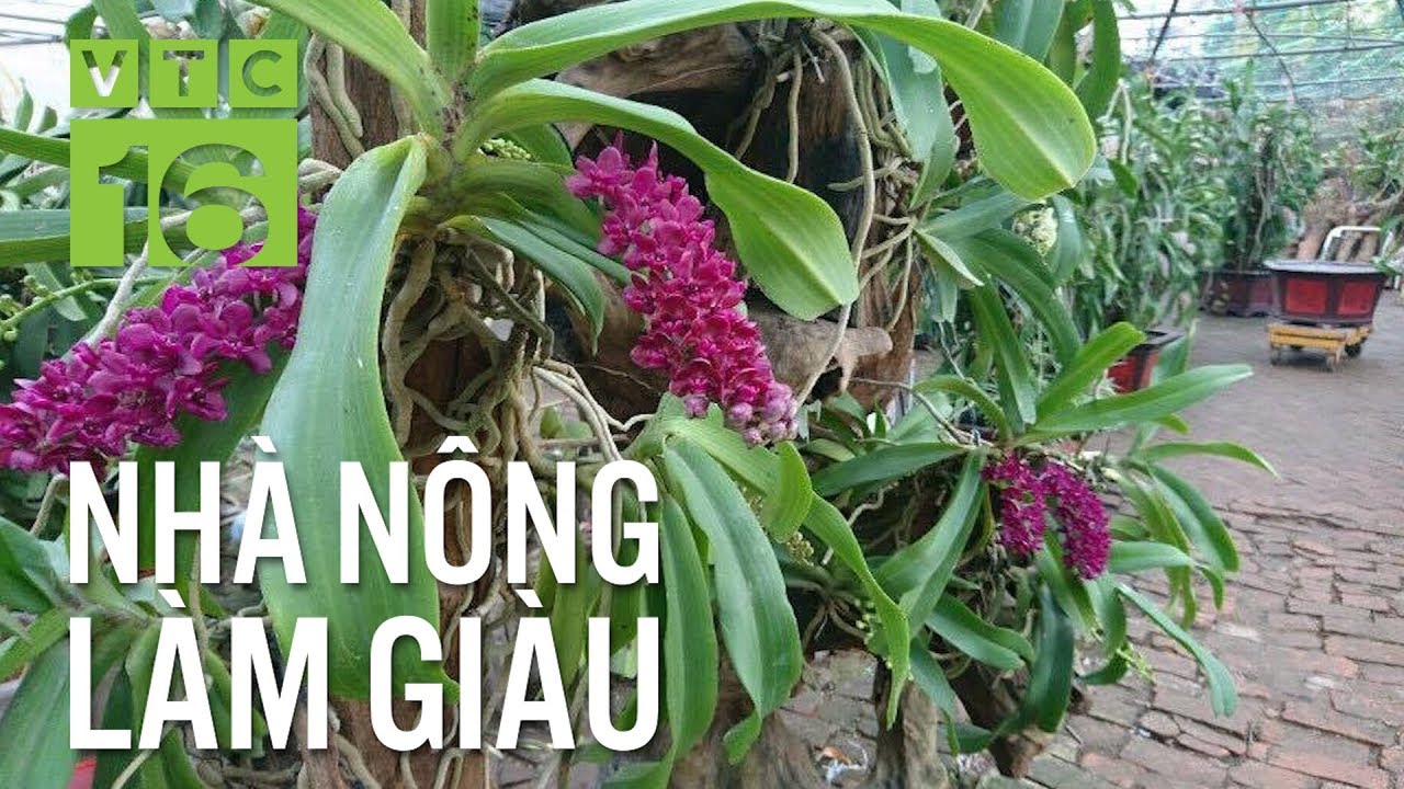 Kỹ thuật trồng lan Đai Châu 