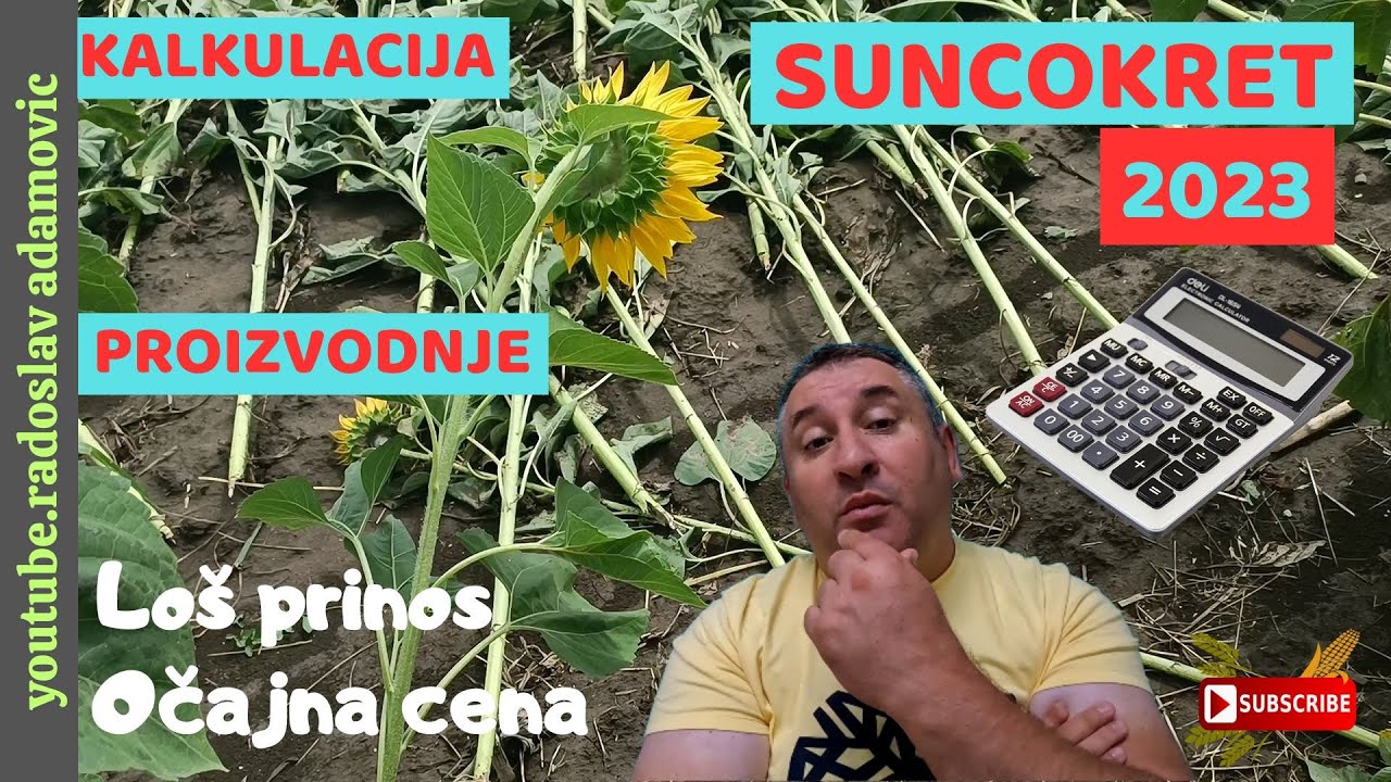 KALKULACIJA PROIZVODNJE SUNCOKRETA 2023: LOŠ PRINOS-OČAJNA CENA;SUNFLOWER PRODUCTION '23 CALCULATION