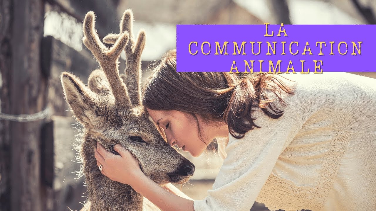 La communication ANIMALE : APPRENDRE à PARLER avec ton chat 🐱 (ou ton chien🐶)