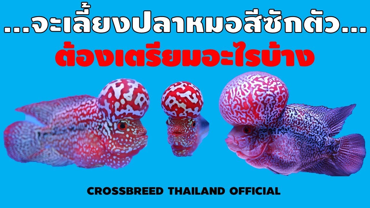 จะเลี้ยงปลาหมอสีซักตัว...ต้องเตรียมอะไรบ้าง