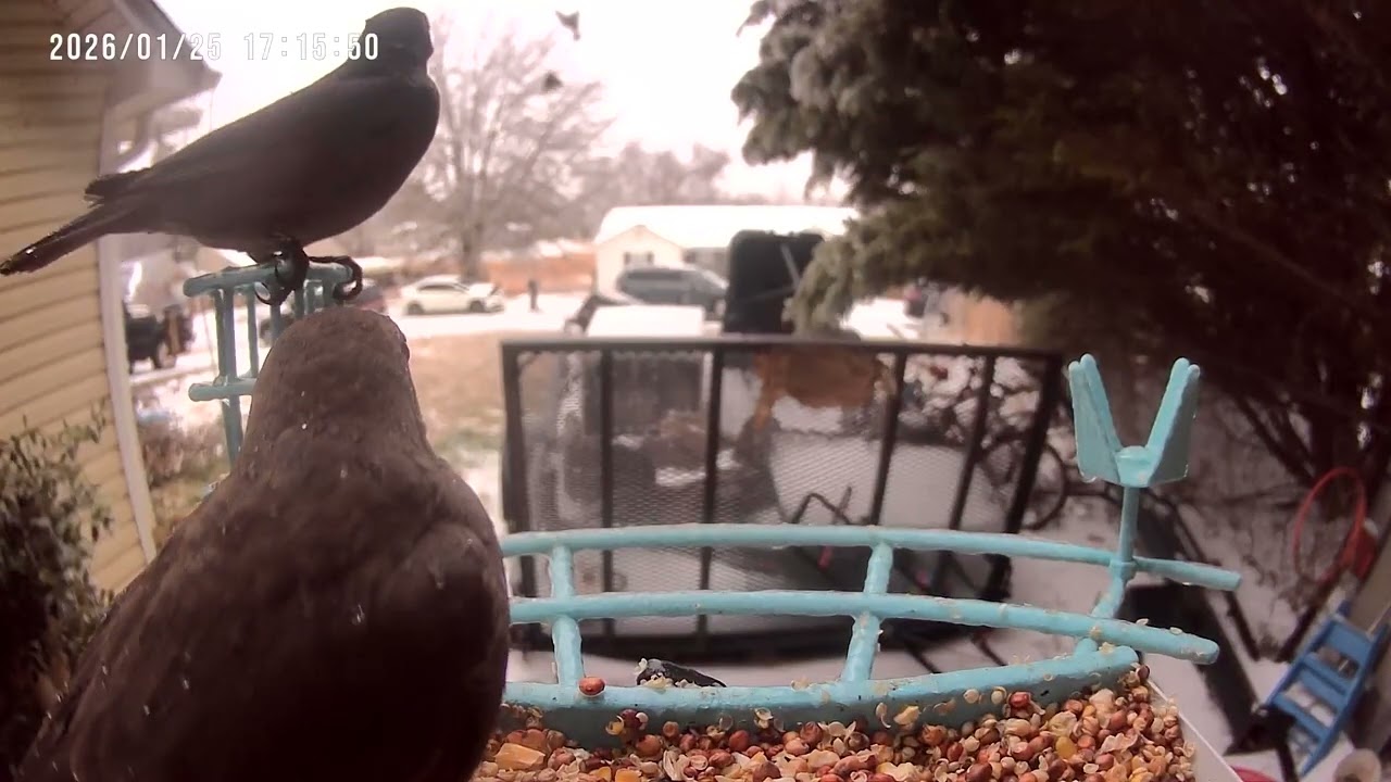 Bird Feeder Cam