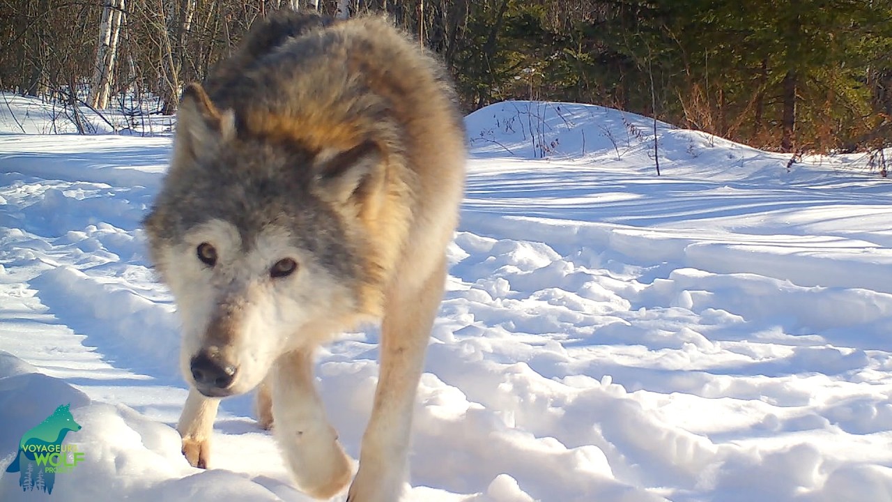 Somehow this wolf survives...
