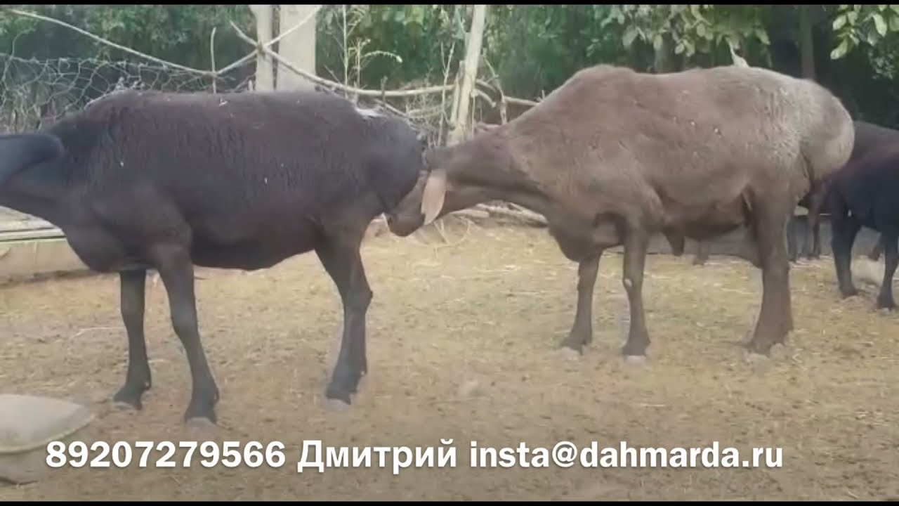 Гиссарские овцы Дмитрия, привезённые из Таджикистана от Ходжи Мухаммада в Курске