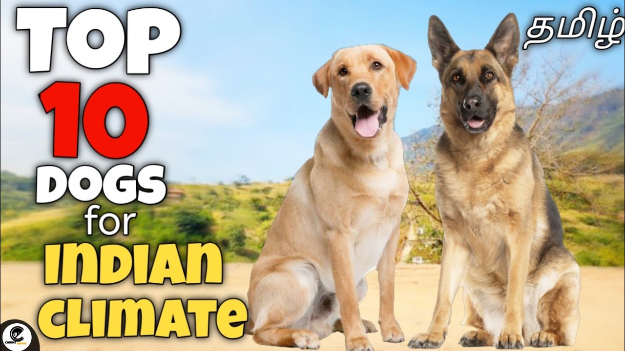 Top 10 foreign dogs that suits for Indian climate | family | funny😂