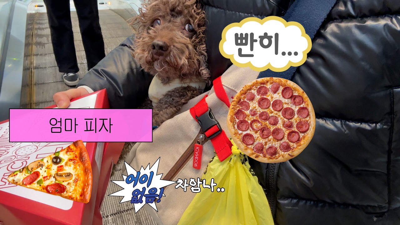 엄마 피자사러 같이가고 밥먹고 간식먹고 산책하는 퐁이의 하루