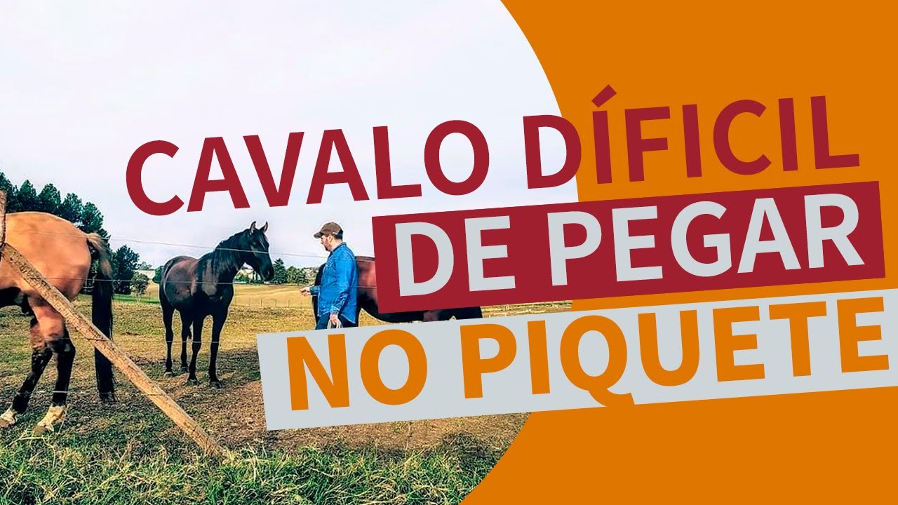 Como Pegar Cavalo Difícil em um Piquete Grande!!! Solução para Cavalos que não querem ser pegos...