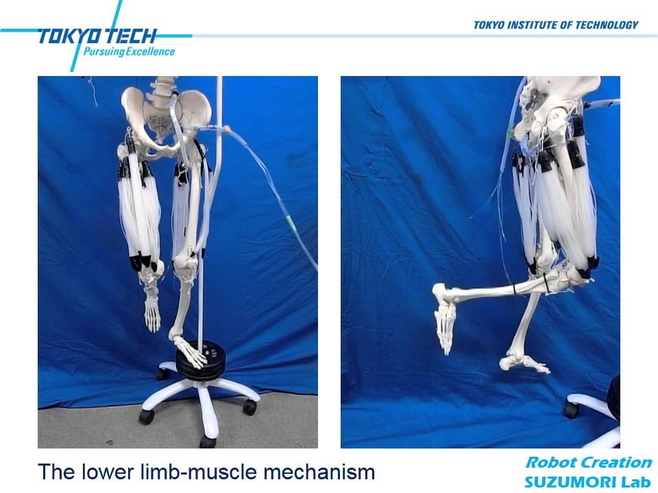 Limb muscle Mechanism Driven by Multifilament Pneumatic Muscle