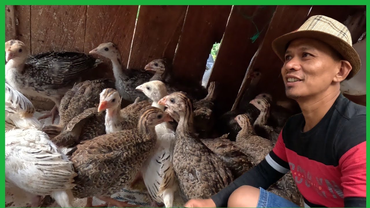 MAY MAGPAPAALAM+NAPAKABILIS NILA LUMAKI AT DUMAMI(GUINEAFOWL,NATIVE CHICKEN,PATO,GANSA,PABO)